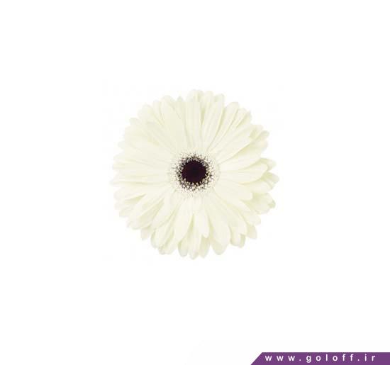 شاخه گل ژربرا کوییک سیلور - Gerbera | گل آف
